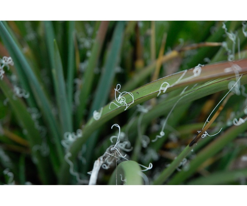 Red Hesperaloe